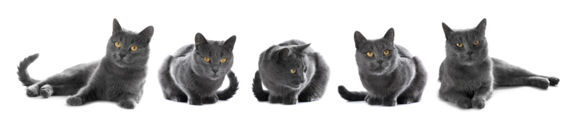 Cute grey cat on white background, set of photos