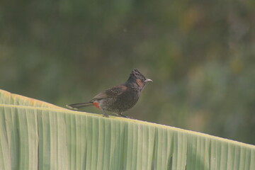 Wildlife photograph featuring a small songbird, like a red-winged blackbird, sitting on a brown tree branch with feathers and a wild beak