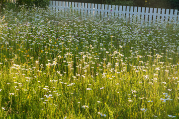 Blühende Margeriten, Leucanthemum vor einem weißen Holzzaun, gesehen in Norwegen bei Ringebu auf...