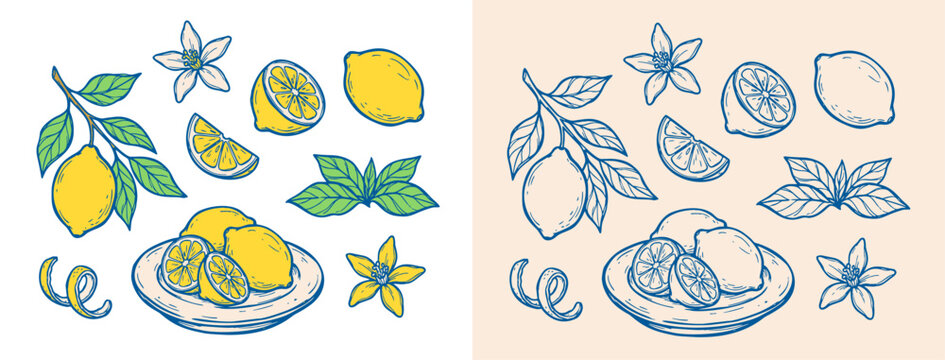 Handdrawn lemon doodle vector set for mediterranean coastal decor. Detailed fruit sketch vector collection perfect for aesthetic food menu design.