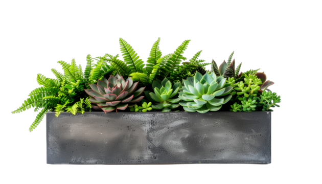 A beautiful arrangement of diverse succulents and ferns in a modern concrete planter, an elegant example of sustainable urban gardening isolated on a transparent background