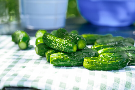 Fresh cucumbers on table evoke rural charm and nostalgia
