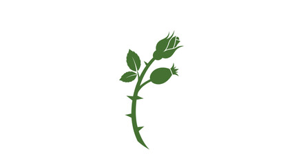 Elegant Green Rose Branch Silhouette with Bud Leaves Thorny Stem and Rose Hip Illustration Vector