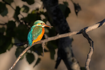 Common Kingfisher in the light of an autumn morning