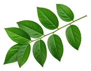 Fototapeta premium A vibrant, close-up shot of a leafy green branch, isolated on a stark black backdrop