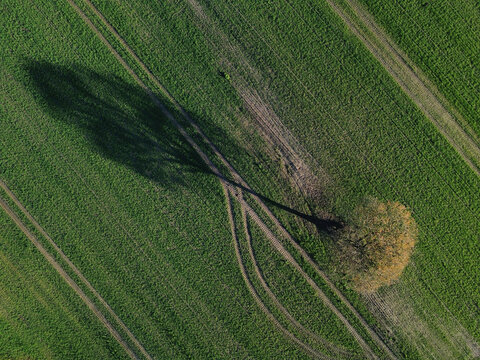 Lone tree in autumn field with pond and forest view