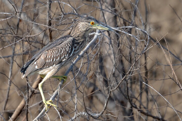 The Black crowned Night Heron lives freely in nature