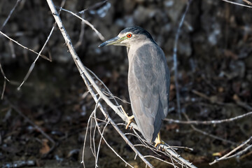 The Black crowned Night Heron lives freely in nature