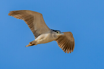 The Black crowned Night Heron lives freely in nature