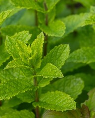many fresh green mint plants