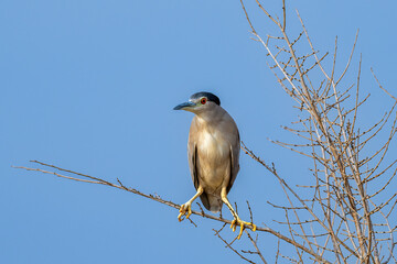 The Black crowned Night Heron lives freely in nature