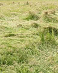 depressed meadow after storm in the sun