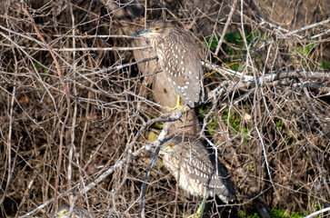 The Black crowned Night Heron lives freely in nature