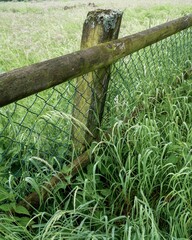 wooden fence with sprawling plants