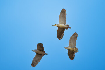 The Black crowned Night Heron lives freely in nature