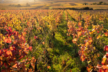 Fototapeta premium paysage de vignes en automne, vignoble aux couleurs automnales, viticulture, feuillage coloré de ceps de vigne, Bourgogne, Côte d'Or, Corton Charlemagne, Aloxe Corton, grands crus, vin blanc