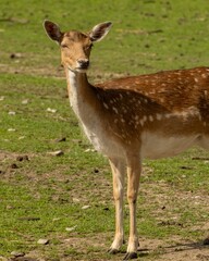 Fallow deer in the landscape
