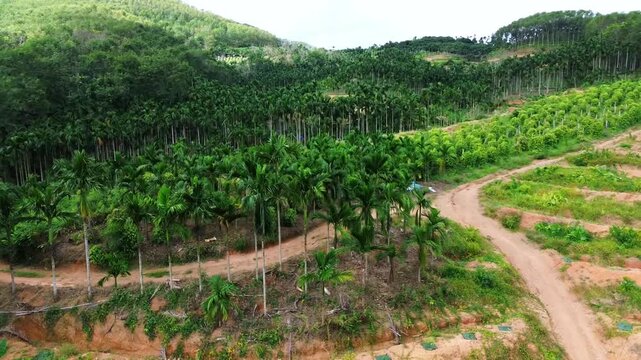 Betel Nut and Palm Tree Plantation Aerial View with Dirt Roads