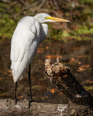 Great Egret posing and in flight