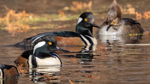 Hooded merganser in the pond