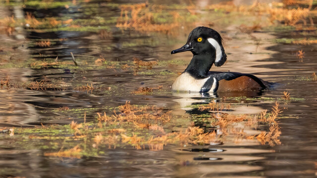 Hooded merganser in the pond