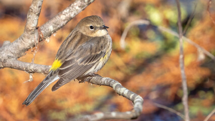 Yellow Rumped Warbler on a branch