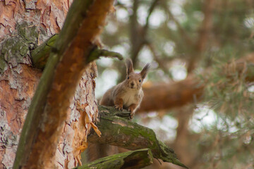 A red squirrel sits at the base of a thick pine trunk, partially hidden behind the bark. with blurred yellow-brown autumn foliage in the background