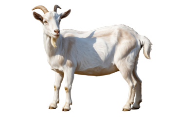 A standing white goat with short horns and a beard isolated on transparent background