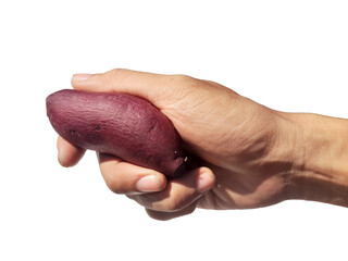 Obraz premium Holding a purple sweet potato in hand, isolated on PNG background.