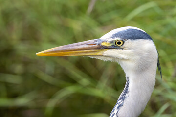 Grey Heron (Ardea cinerea) - Common in wetlands rivers and lakes across Europe and Asia