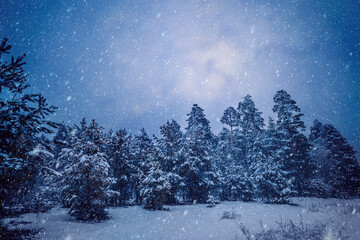 snowfall in the winter night forest