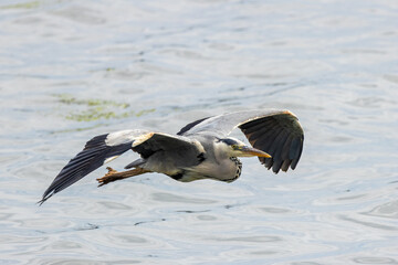 Grey Heron (Ardea cinerea) - Common in wetlands rivers and lakes across Europe and Asia