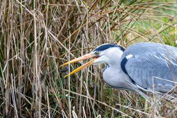 Grey Heron (Ardea cinerea) - Common in wetlands rivers and lakes across Europe and Asia