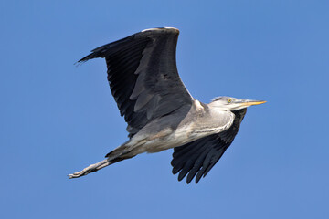 Obraz premium Grey Heron (Ardea cinerea) - Common in wetlands rivers and lakes across Europe and Asia