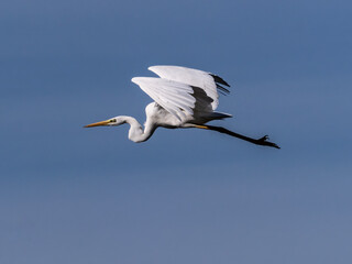 White heron in flight over rice fields of the Albufera of Valencia (Spain)