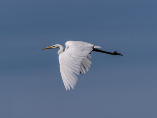 White heron in flight over rice fields of the Albufera of Valencia (Spain)