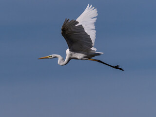 White heron in flight over rice fields of the Albufera of Valencia (Spain)