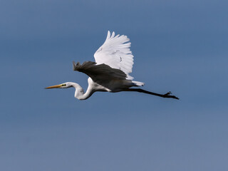 White heron in flight over rice fields of the Albufera of Valencia (Spain)