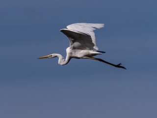 White heron in flight over rice fields of the Albufera of Valencia (Spain)
