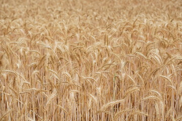 A field of golden wheat stalks stretches into the distance under daylight conditions showing a dense crop ready for harvest