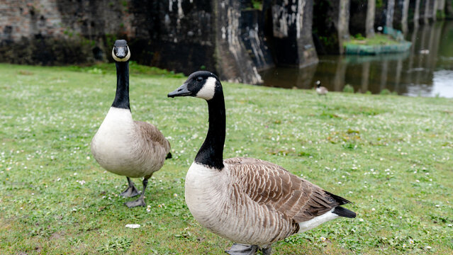 Ducks near Caerphilly Castle in Wales