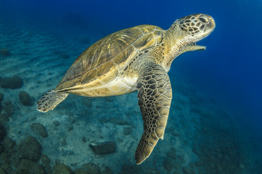 Tortuga nadando en el azul de Tenerife