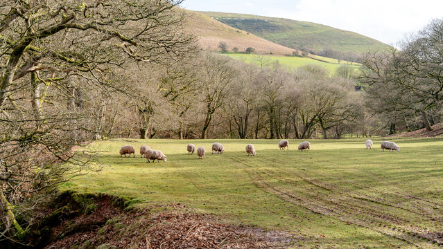 Sheep grazing in Brecon Beacons National Park landscape