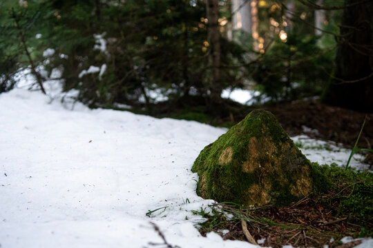stream in the forest - Powered by Adobe