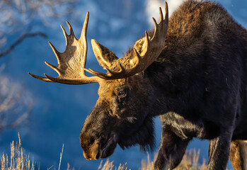 Close-up of Large Moose