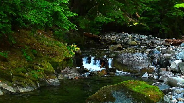a video of a small fresh water creek in Mount Rainier National park Washington State
