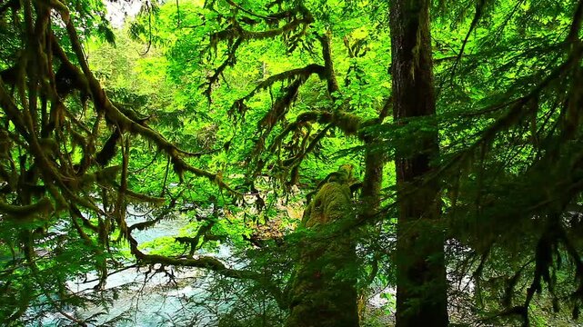 a picture of Olympic National Park, Washington state
rainforest