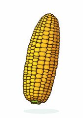 corn on the cob