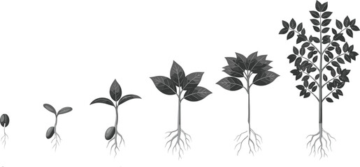 Complete lifecycle stages of a deciduous tree from a single seed to a mature sapling, showing root development and leaf growth, detailed vector illustration.