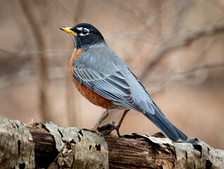 robin on a branch